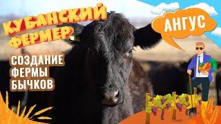 Абердин ангус. Разведение бычков на Кубани. Как открыть свою ферму и ухаживать за рогатым скотом?