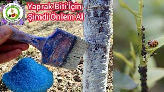 Bunu Şimdi YapYaprak Bitleri ve karıncalar olmadan sağlıklı meyve ağaçları olacakAğaç Hasta olmsın