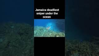 deadliest sniper under the ocean in jamaica long range shot #2023 #barracuda #fishing #fish