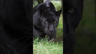 Have you ever wondered what its like to be stalked by a black Jaguar? ‍⬛ #jaguar #stalked #hunting