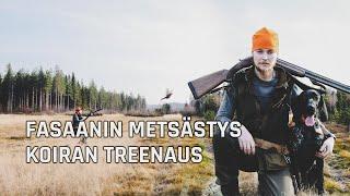 Fasaanin Metsästystä Seisojalla