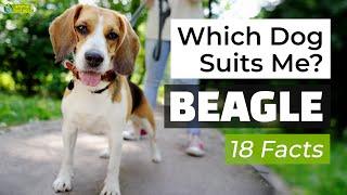 Is a Beagle the Right Dog Breed for Me? 18 Facts About Beagle Dogs 