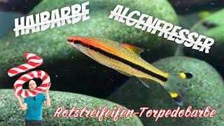 Der Fisch der 1000 Namen  Rotstreifen Torpedobarbe - Sahyadria denisonii  Türchen 10