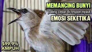 TRUCUKAN GACOR Ropel Panjang Buat PANCINGAN TRUCUKAN Agar Bunyi Jadikan BURUNG TRUCUK Gacor EMOSI