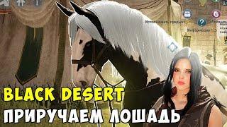 Black Desert Лошади Ловим Приручаем Разводим