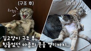 길고양이 구조 후 힘들었던 마음의 문을 열기까지..