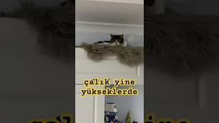 #kedi #köpek #köpekeğitimi #cat #dogtraining #pets #catlover