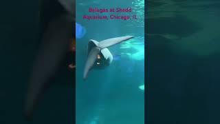 The belugas were spectacular #shedd #beluga #marine #aquarium #chicago