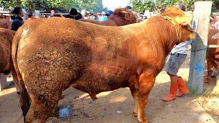 HARGA SAPI QURBAN 2024 MAKIN MURAH‼️ PASAR SAPI JETIS PONOROGO