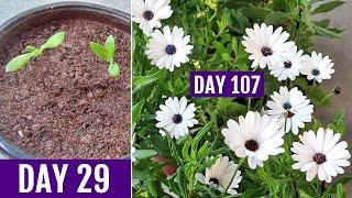 How to GROW DimorphothecaAfrican DAISY From Seed