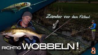 Zander-Wobbeln erklärt So ticken Zander in der Nacht