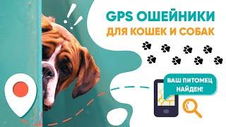 Обзор и тест GPS ошейников для кошек и собак  Amazin.su