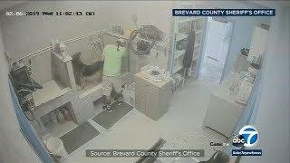 Caught on camera Dog groomer arrested following alleged abuse I ABC7
