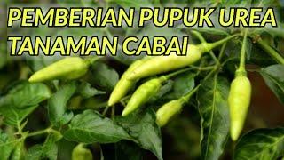 Cara Pemberian Pupuk Tanaman Cabai Usia 1 Bulan setelah Semai