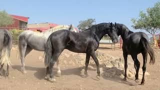 Potros fututos caballos sementales.luchando por jerarquía.caballos y yeguas.