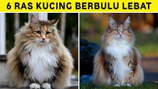 6 Rekomendasi Ras Kucing dengan Bulu Panjang dan Lebat Bikin Nyaman Untuk Dipeluk