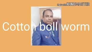 Cotton pink boll worm गुलाबी सूंडी या सुरही