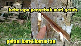 beberapa penyebab mati getah pada pohon karet. petani karet