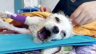 A dog thrown from upstairs by ownerstruggled on the grass for 3 days howling in fear after rescued