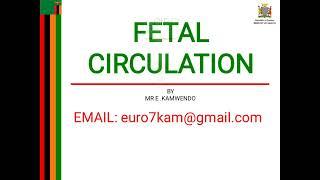 Fetal Circulation