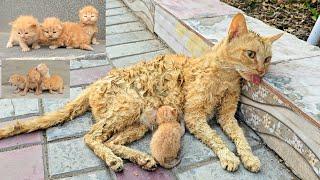 A man helped a dying cat and her kittens. You wont believe what happened next