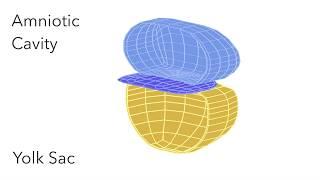 Embryo Folding Amniotic Cavity & Yolk Sac - Animated Embryology