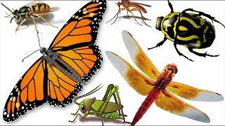 Insect names and sounds