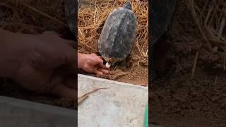 কচ্ছপের ডিম কিভাবে সংগ্রহ করে দেখুন - Turtle Eggs Collection - #shorts #TurtleEggs #viaralshort