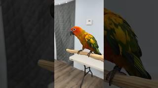 Sun Conure Flight Recall and Fetching before educational show #parrot