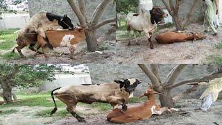 Aggressive bull mating first time unsuccessful attempt