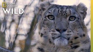 Snow Leopards 101  Nat Geo Wild