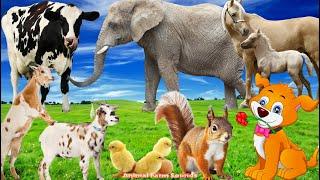 Amazing Sounds of Familiar Animals Elephant Cow Horse Duck Chicken Cat - Animal Sounds