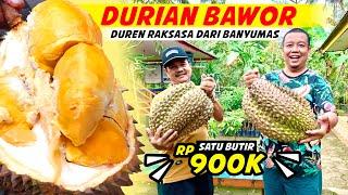 Duren Bawor Durian Raksasa dari Banyumas