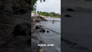 sungai dinoyo jember
