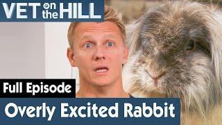  Rabbit Made Babies In Less Than 30 Seconds  FULL EPISODE  S03E16  Vet On The Hill