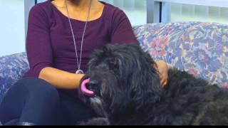 Animal Assisted Therapy How Pet Therapy Works