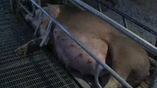 Pig swallowed my dog..*pig pregnant vore