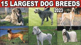 The Top 15 Worlds Largest Dog Breeds 2023