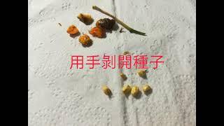 玫瑰種子 種植