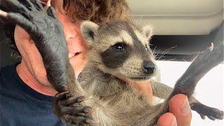 Why I Ate this Baby Raccoon Apology Video