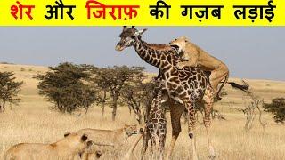 बाल-बाल बचे ये जंगली जानवर ? This is how innocent animals save their lives.