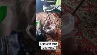 Катейка #кошка