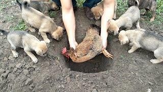 Puppies help owners - bury poor dead mother hens