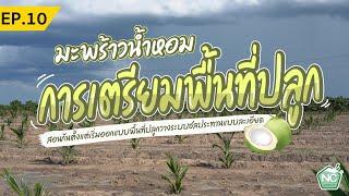 การเตียมพื้นที่ดินก่อนที่จะลงมือปลูกมะพร้าวน้ำหอม สอนกันแบบละเอียด NC coconut Farm EP.10