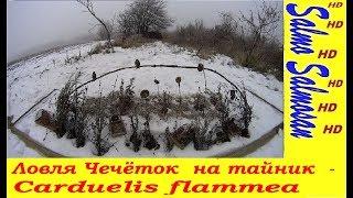 Ловля Чечёток  на тайник  - Carduelis flammea с 23 выпуска.