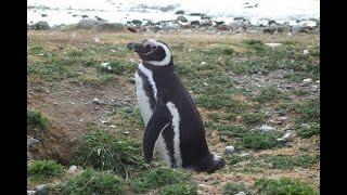 Isla Magdalena - The Penguin Island