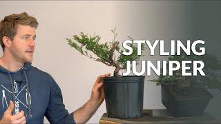 Styling a Juniper Bonsai and Branch selection