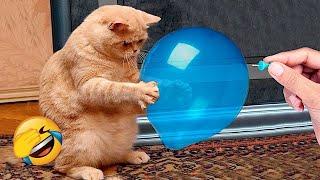 Funny Animal Videos 2024  - Funniest Dogs and Cats Videos  Part 411