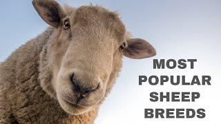 What are Some of the Most Popular Sheep Breeds?