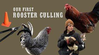 OUR FIRST ROOSTER CULL *UNCENSORED* WARNINGGRAPHIC CONTENT